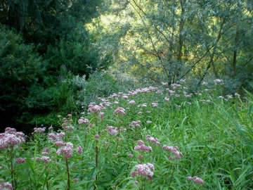 linker Aller-Altarm oberhalb Flettmar