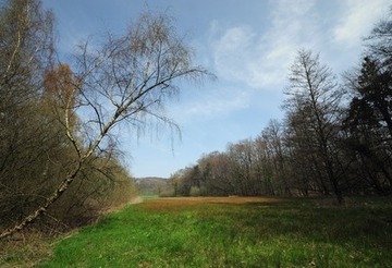 Feuchtwiese im nördlichen Teil des NSG "Harderburg"