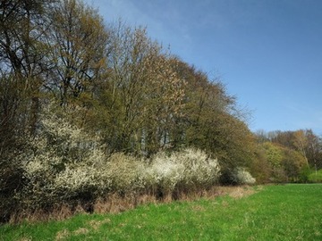 Blühender Schlehdorn an einer Feldhecke im NSG "Harderburg"Blühender Schlehdorn an einer Feldhecke im NSG "Harderburg"