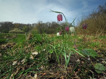 Schachbrettblume im NSG "Harderburg"