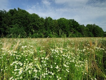 Galeriewald im NSG "Obere Hunte"