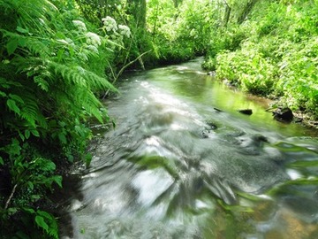 Naturnahe Strukturen im NSG "Obere Hunte"