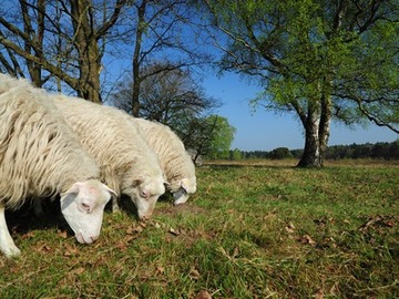 Diepholzer Moorschnucken im Pflegeeinsatz im NSG "Pestruper Gräberfeld"