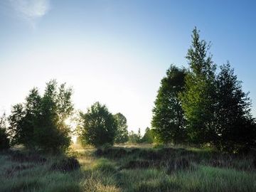 Pfeifengras- und Birkenaufwuchs in einem ungenutzten Teil des NSG "Vehnemoor"