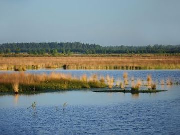 Polder im NSG "Vehnemoor"