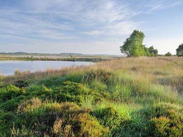 Polder im NSG "Vehnemoor"