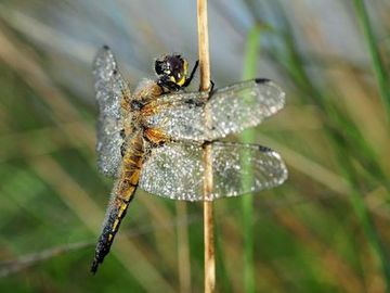 Libelle in der Ufervegetation des NSG "Vehnemoor"