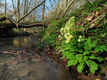 Blühende Schlüsselblume am Freedenbach