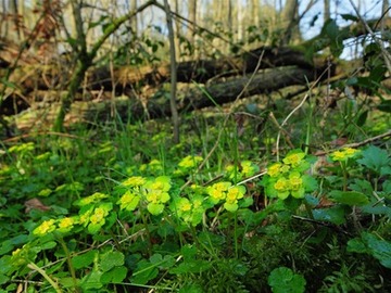 Blühendes Milzkraut