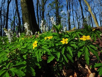 Blühende Frühjahrsgeophyten im NSG "Freeden"