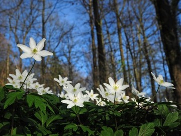 Blühende Anemonen im NSG "Freeden"