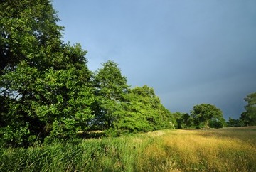 Foto aus dem Naturschutzgebiet Obere Wümmeniederung