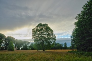 Foto aus dem Naturschutzgebiet Obere Wümmeniederung