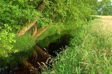 Foto aus dem Naturschutzgebiet Obere Wümmeniederung