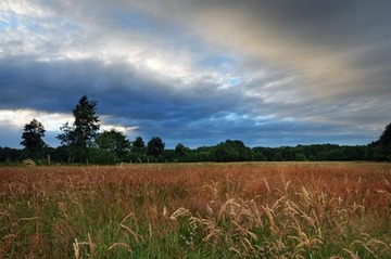 Foto aus dem Naturschutzgebiet Obere Wümmeniederung