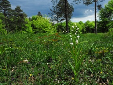 Das "Langblättrige Waldvöglein" (Cephalanthera longifolia) gehört zu den zahlreichen Orchideenarten im NSG "Silberberg"