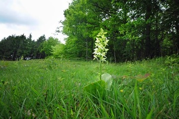 Auch die "grünliche Waldhyazinthe" (Plantathera chlorantha) gehört zu den Orchideen des NSG "Silberberg"