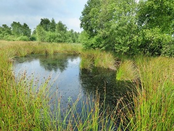 Aus Naturschutzgründen angelegtes Stillgewässer im NSG "Südliches Hagener Königsmoor"
