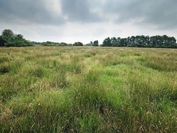 Extensivgrünland im NSG "Südliches Hagener Königsmoor