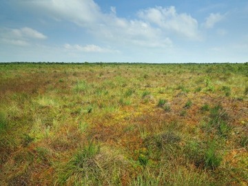 Großflächig wiedervernässtes Moor mit wachsenden Torfmoosen im NSG "Südliches Hagener Königsmoor"