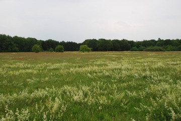 Die Kernfläche des Naturschutzgebietes "Alexanderheide"