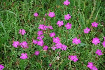 Blühende Heidenelke im Naturschutzgebiet "Alexanderheide"