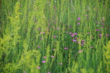 Echtes Labkraut und Heidenelke im Naturschutzgebiet "Alexanderheide"