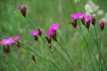 Blühende Kartäusernelke im Naturschutzgebiet "Alexanderheide"