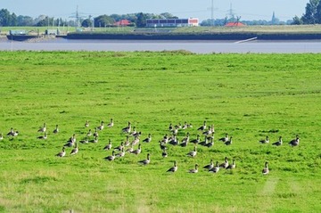 Rastende Wildgänse