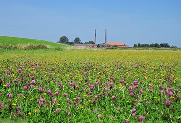 Blühende Wiese im Naturschutzgebiet "Emsauen zwischen Ledamündung und Oldersum" bei Midlum
