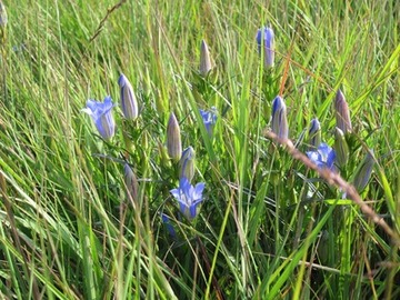 Lungenenzianblüten inenrhalb der Magerwiese