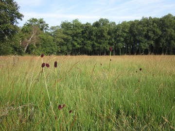 Magerwiese mit Großem Wiesenknopf