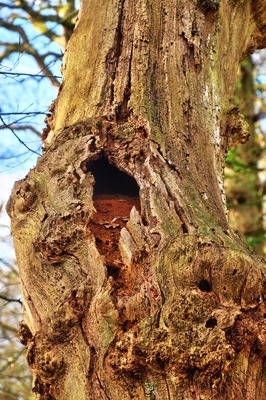 Foto aus dem Naturschutzgebiet NeuenburgerHolz