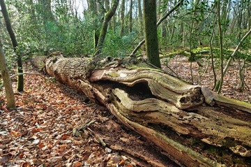 Foto aus dem Naturschutzgebiet NeuenburgerHolz