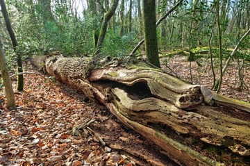 Foto aus dem Naturschutzgebiet NeuenburgerHolz