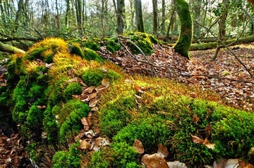 Foto aus dem Naturschutzgebiet NeuenburgerHolz