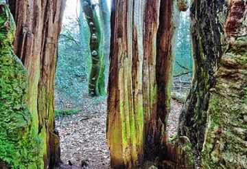 Foto aus dem Naturschutzgebiet NeuenburgerHolz