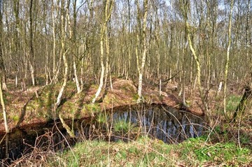 Kleines Moorgewässer im Naturschutzgebiet "Holler- und Wittemoor"