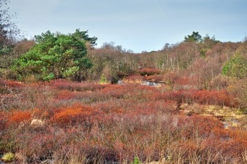 Wiedervernässungsfläche mit blühendem Gagel im Naturschutzgebiet "Holler- und Wittemoor"