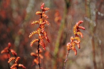 Blühender Gagel im Naturschutzgebiet "Holler- und Wittemoor"