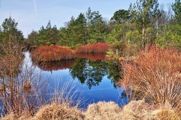Wiedervernässungsfläche mit blühendem Gagel im Naturschutzgebiet "Holler- und Wittemoor"