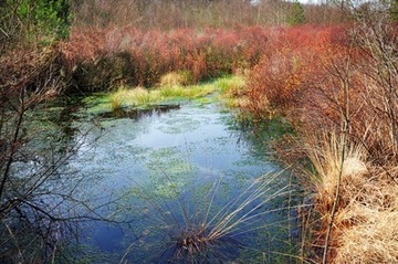 Wiedervernässungsfläche mit blühendem Gagel im Naturschutzgebiet "Holler- und Wittemoor"