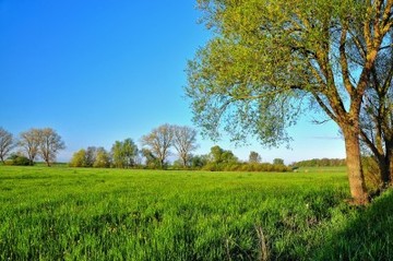 Feuchtgrünland im Naturschutzgebiet "Juliusplate"