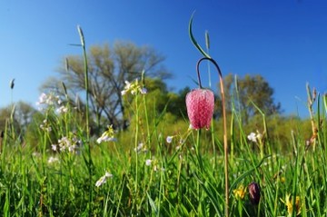 Eine botanische Rarität im Naturschutzgebiet "Juliusplate": Die Schachbrettblume