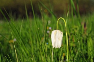 Die weiße Form der Schachbrettblume im Naturschutzgebiet "Juliusplate"