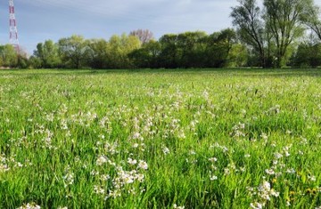 Feuchtwiese mit blühendem Wiesenschaumkraut im Naturschutzgebiet "Juliusplate"