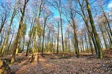 Das NSG "Buchenwälder im Rosengarten" im zeitigen Frühjahr