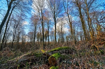 Das NSG "Buchenwälder im Rosengarten" im zeitigen Frühjahr