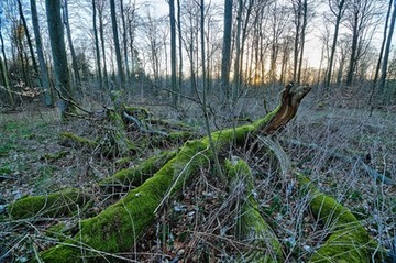 Liegendes Totholz im NSG "Buchenwälder im Rosengarten"