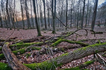 Das NSG "Buchenwälder im Rosengarten" ist geprägt durch ein eiszeitlich bedingtes leicht bewegtes Relief